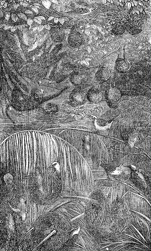 非洲中部的织布鸟(Ploceus Cucullatus)和吊巢- 19世纪